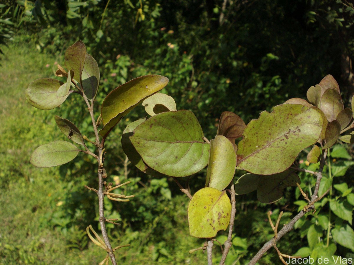 Scurrula parasitica L.